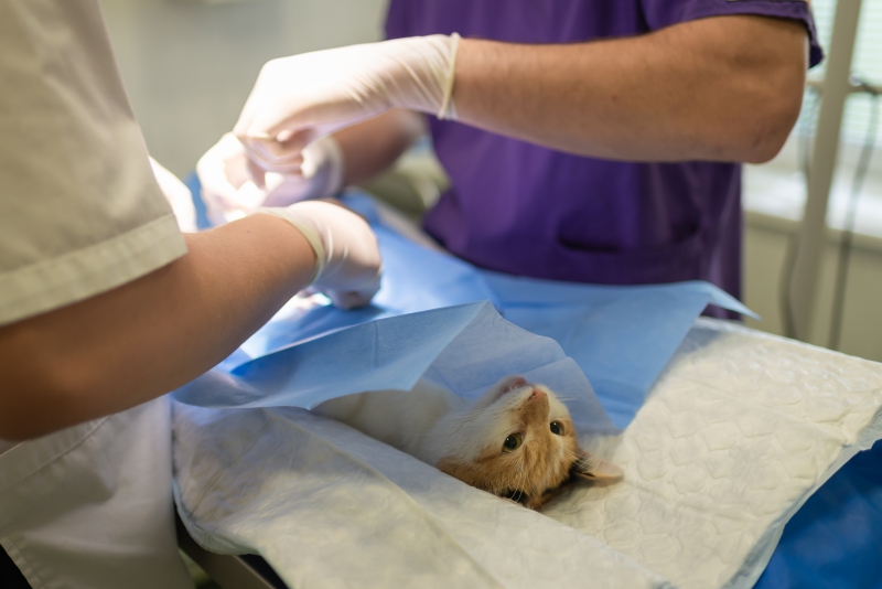 veterinaire-BORMES LES MIMOSAS-min_health-4385852